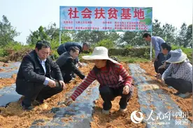 四川荣县观山镇“造血式”产业扶贫助农增收致富图片