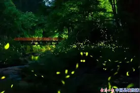 人间四月天 带你去成都邛崃看天台山醉美的萤火虫图片