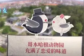 丹麦人云磕大熊猫CP“空气里都是爱的味道”图片