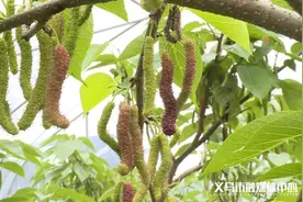 天呐！义乌这种树上挂满“毛毛虫”，最长18厘米图片