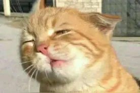 老师抱猫“当教鞭”吸引学生，猫：被迫营业图片