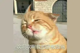 老师抱猫“当教鞭”吸引学生，猫：被迫营业图片