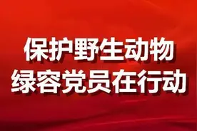 保护野生动物 绿容党员在行动（一）｜林无边，鸟翩跹，这些野保卫士为上海生态保驾护航图片