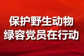 保护野生动物 绿容党员在行动（一）｜林无边，鸟翩跹，这些野保卫士为上海生态保驾护航图片