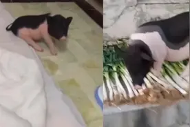 3斤宠物猪3年长到三百斤，主人：不抛弃视频封面
