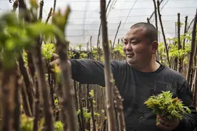 香椿正好，别做城市里的野蛮人图片