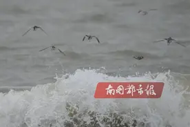 海口西海岸来了20余只可爱的“小精灵”，它长这样……图片