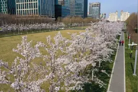 泰达城市公园绽放“樱花大道”图片
