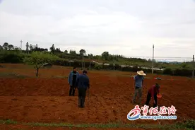 花生地产出“致富果”图片