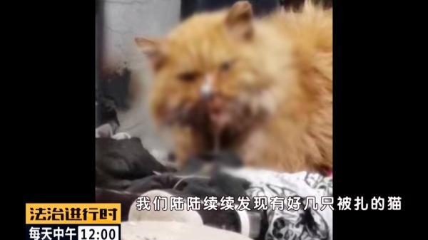 冷血魔爪攻略视频（北京突发多只流浪猫遭钢钉枪射击）