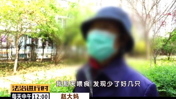 北京突发：多只流浪猫遭钢钉枪射击，谁人如此“冷血”？