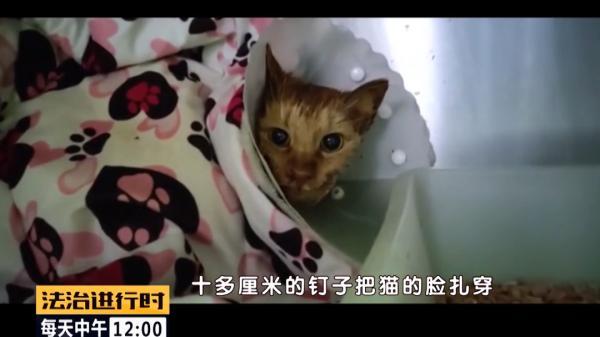 北京突发：多只流浪猫遭钢钉枪射击，谁人如此“冷血”？