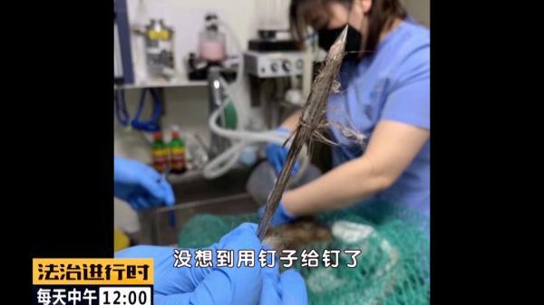 北京突发：多只流浪猫遭钢钉枪射击，谁人如此“冷血”？