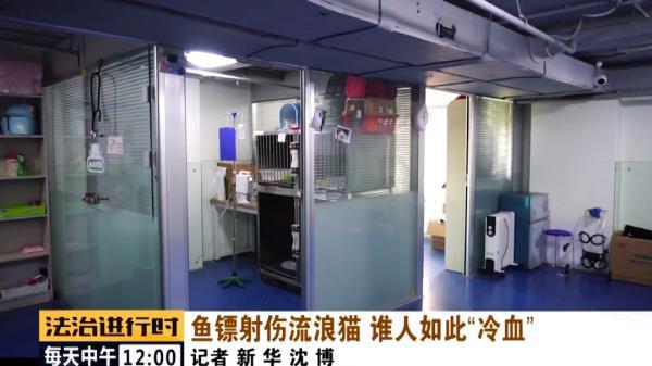 北京突发：多只流浪猫遭钢钉枪射击，谁人如此“冷血”？