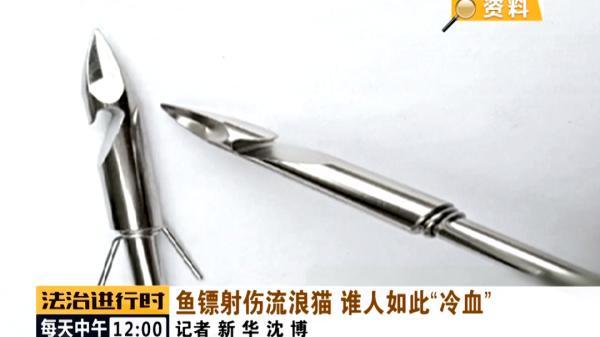 北京突发：多只流浪猫遭钢钉枪射击，谁人如此“冷血”？