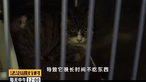 北京突发：多只流浪猫遭钢钉枪射击，谁人如此“冷血”？