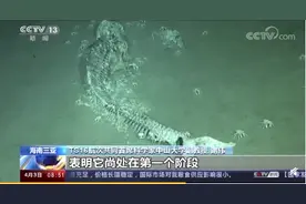 鲸落 | 揭秘"一鲸落，万物生"背后的秘密图片