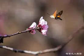 又见桃花朵朵开，蜂鸟鹰蛾踏春来图片
