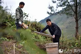 贵州：林下养蜂人“甜蜜携手”助脱贫图片