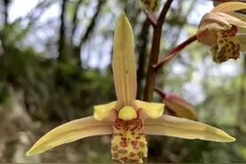 秦岭国家植物园发现中国最北端野生蕙兰种群图片