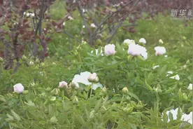 牡丹开出致富花视频封面