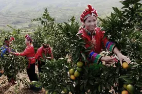 因地制宜、突出特色丨苍南县激活少数民族村集体经济“造血功能”图片