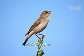 春意浓 鸟儿鸣视频封面