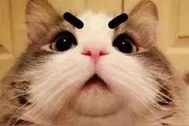 李佳琦的萌宠上热搜  Never让你沦陷了吗？图片