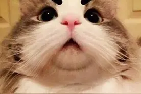 李佳琦的萌宠上热搜  Never让你沦陷了吗？图片