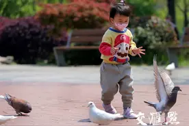 春光明媚 祥鸽翻飞图片