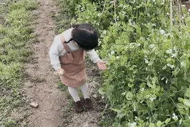 鹤琴幼儿园小小三班开展豆豆成熟记，收获好心情活动图片