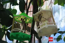 生活重启 | 四川南充：拓展思路饲养昆虫，让蝈蝈变成增产增收的宝贝图片