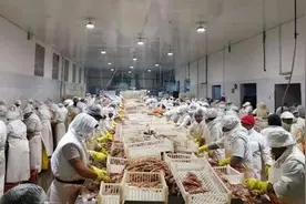 米其林大厨在线教学，拼多多百亿补贴助阿根廷红虾直连6亿消费者图片