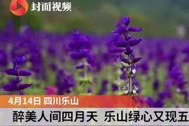 醉美人间四月天  乐山绿心又现五色花海视频封面