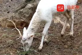 昆明动物园惊现独角鹿！谁干的？园方回应了……图片