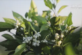 柑橘花开香正浓视频封面