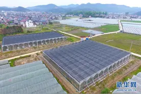 福建水南：做强做优葡萄产业 推动乡村产业振兴图片