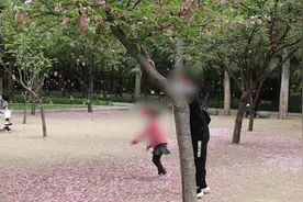游客公园摇樱花树逗娃，市民：落的是素质视频封面