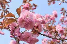 71秒 | 悠悠春意 樱花盛开 临沂这个小镇美极了图片