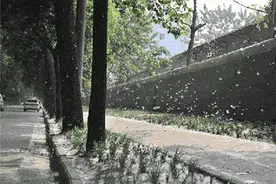 绵绵飞絮惹人愁图片