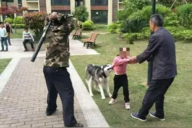 哈士奇“发疯”撕咬6岁女孩 男子持棍多次猛打 狗主人还未找到图片