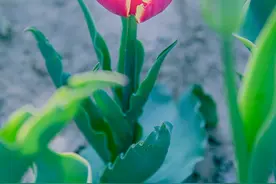 原创｜|不同颜色郁金香花语详解（组图）图片