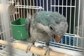 花鸟市场出售的鹦鹉竟是国家重点保护野生动物 价值上万元图片