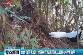 九岭山国家级自然保护区发现国家二级保护动物白鹇视频封面