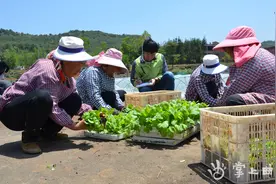 “供苗线上预约”助力陆良烤烟移栽图片