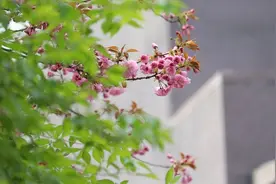顺义牛栏山镇樱花齐放 3000余人线上“云赏樱花”图片