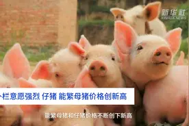 中国财富报道｜补栏意愿强烈 仔猪、能繁母猪价格创新高视频封面