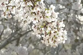 今天起，龙王塘樱花园有序开放图片