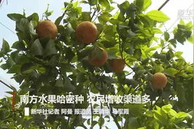 南方水果哈密种 农民增收渠道多视频封面