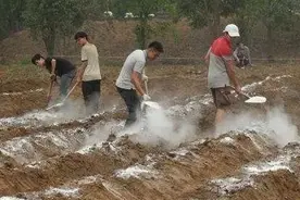生石灰改良土壤有效，但要做对这四点图片
